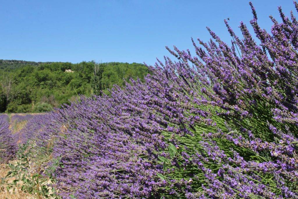 In Provenza Alla Ricerca Della Lavanda Claudiatoffolon Com